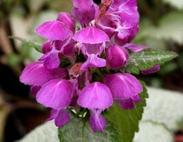 Яснотка Бекон Сільвер (Lamium Beacon Silver) розсадакупити