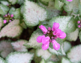 Яснотка Пінк Пеутер (Lamium Pink Pewter) розсадакупити