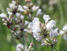 Лаванда вузьколиста Альба (Lavandula angustifloia Alba) розсадакупити