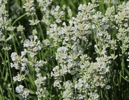 Лаванда вузьколиста Едельвейс (Lavandula Edelweiss) розсадакупити