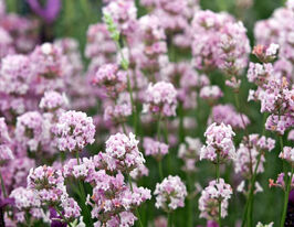 Лаванда вузьколиста Розеа (Lavandula Rosea) розсадакупити