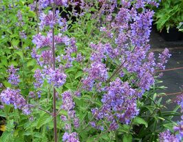 Котяча м'ята Сікс Хілз Джайєнт (Nepeta Six Hills Gian) розсадакупити