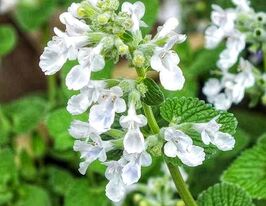Котяча м'ята Фассена Сноуфлейк (Nepeta Snowflake) розсадакупити