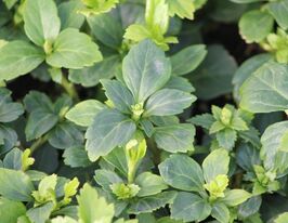 Пахисандра верхушечная Грин Карпет (Pachysandra terminalis Green Carpet) рассада купить