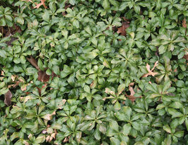 Пахісандра верхівкова Грін Шин (Pachysandra terminalis Green Sheen) розсадакупити