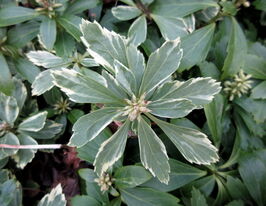 Пахісандра верхівкова Варієгата (Pachysandra terminalis Variegata) розсадакупити