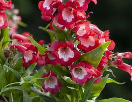 Пенстемон Рубікунда (Penstemon Rubicunda) розсадакупити