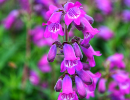 Пенстемон Соу Грейп (Penstemon Sour Grapes) розсадакупити