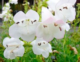 Пенстемон Уайт Беддер (Penstemon White Bedder) розсадакупити