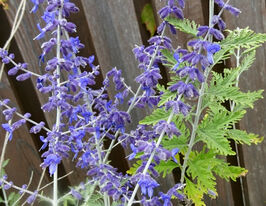 Перовскія Блю Спайр (Perovskia Blue Spire) розсадакупити