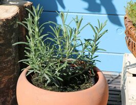 Розмарин лікарський (Rosmarinus officinalis) розсадакупити