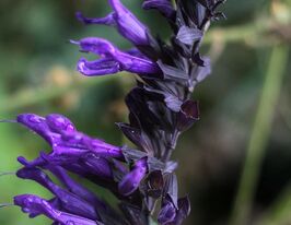 Сальвія (шавлія) дібровна Амістад (Salvia nemerosa Amistad) розсадакупити
