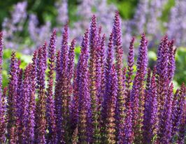 Сальвія (шавлія) дібровна Остфрісланд (Salvia nemerosa Ostfriesland) розсадакупити