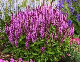 Сальвія Пінк Бьюті (Salvia Pink Beauty) розсадакупити