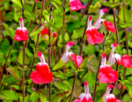 Сальвія Хот Ліпс (Salvia Hot Lips) розсадакупити