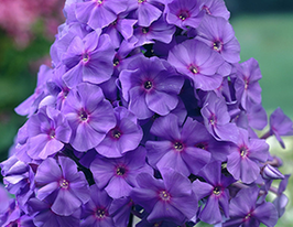 Флокс Аметист (Phlox Ametist) розсадакупити