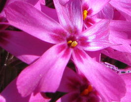 Флокс Атропурпуреа (Phlox Atropurpurea) розсадакупити