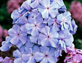 Флокс Блю Бой (Phlox Blue Boy) розсадакупити