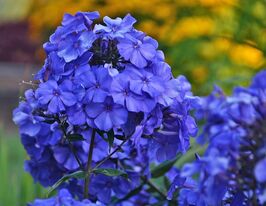 Флокс Блю Парадайз (Phlox Blue Paradise) розсадакупити