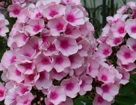 Флокс Брайт Айз (Phlox Bright Eyes) розсадакупити
