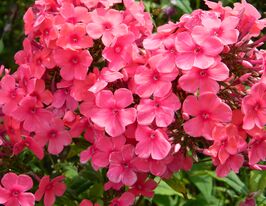 Флокс Віндзор (Phlox Windsor) розсадакупити