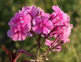 Флокс Віннету (Phlox Winnetoe) розсадакупити