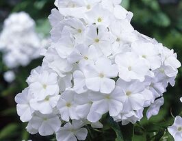 Флокс Давид (Phlox David) розсадакупити