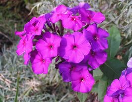 Флокс Дустерле селекті (Phlox Dusterlohe selectie) розсадакупити