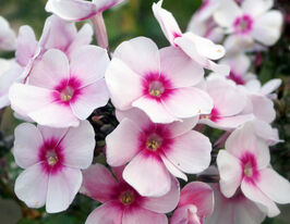 Флокс Європа (Phlox Europa) розсадакупити