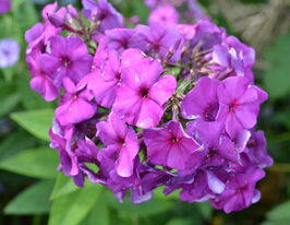 Флокс Кінг (Phlox The King) розсадакупити