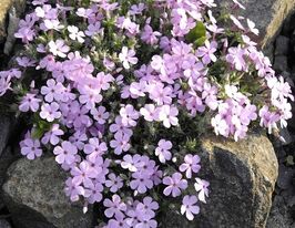 Флокс Лілак Клауд (Phlox Lilac Cloud) розсадакупити