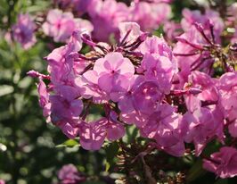 Флокс Міннехаха (Phlox Minnehaha) розсадакупити