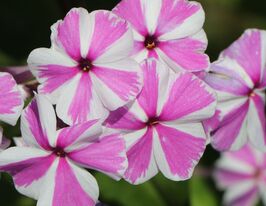 Флокс Наташа (Phlox Natascha) розсадакупити