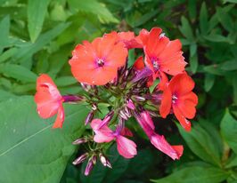 Флокс Оранж Перфекшн (Phlox Orange Perfection) розсадакупити