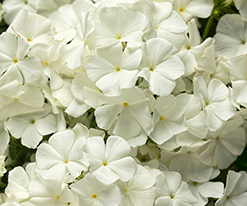 Флокс Ремембранс (Phlox Remembrance) розсадакупити