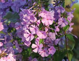 Флокс Розалінда (Phlox Rosalinde) розсадакупити