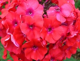 Флокс Старфайер (Phlox Starfire) розсадакупити