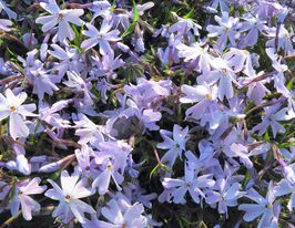 Флокс шиловидний Емералд Кушн Блу (Phlox Cushion Blue) розсадакупити