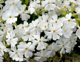 Флокс шиловидний Майшне (Phlox Maishnee) розсадакупити