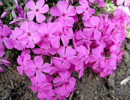 Флокс шиловидний Мак Даніелс Кюшон (Mаcdaniels Cushion) розсадакупити