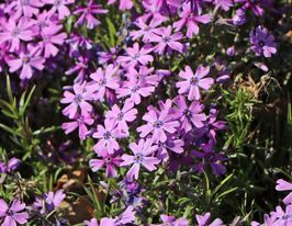 Флокс шиловидний Пурпл Б'юті (Phlox Purple Beauty) розсадакупити