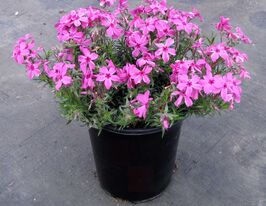 Флокс шиловидний Ред Вінгс (Phlox Red Wings) розсадакупити