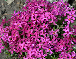 Флокс шиловидний Теміскамінг (Phlox Temiskaming) розсадакупити