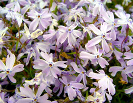 Флокс шиловидний Г.Ф.Вільсон (Phlox G.F.Wilson) розсадакупити