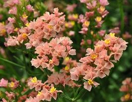 Лимониум абрикосовых оттенков купить