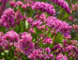 Лимоніум карміново-рожевийкупити