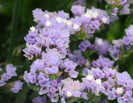 Лимониум сиренево-лавандовый купить