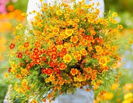 Чорнобривці Старфаєркупити