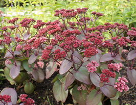 Очиток (седум) Матрона (Sedum Matrona) розсадакупити