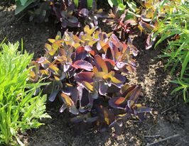 Очиток (седум) Пурпл Емперор (Sedum Purple Emperor) розсадакупити